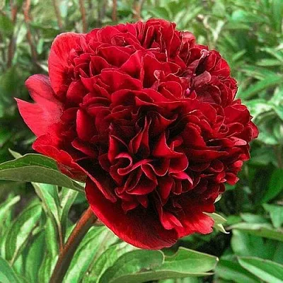 Пион РЕД ГРЕЙС травянистый  Пион РЕД ГРЕЙС травянистый в Ярославле