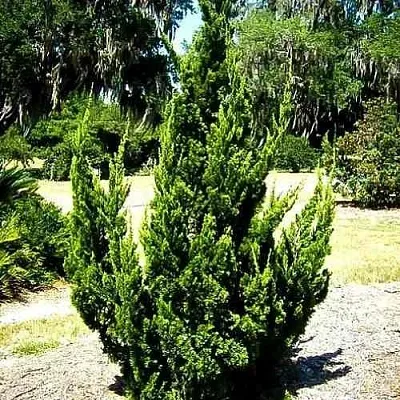 Можжевельник КАЙЗУКА китайский  Можжевельник КАЙЗУКА китайский в Ярославле