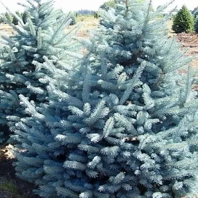 Ель ГЛАУКА колючая  Ель ГЛАУКА колючая в Ярославле