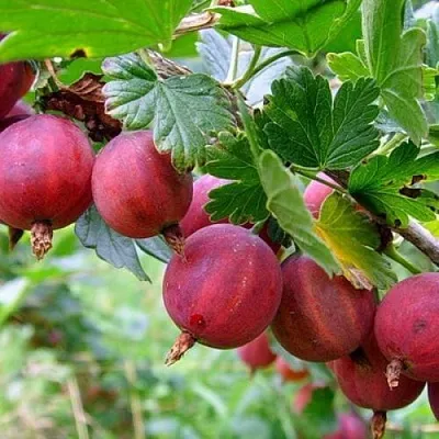 Крыжовник КРАСНОСЛАВЯНСКИЙ в Ярославле