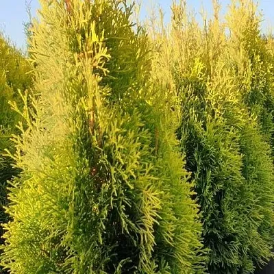 Туя ГОЛДЕН СМАРАГД западная в Ярославле