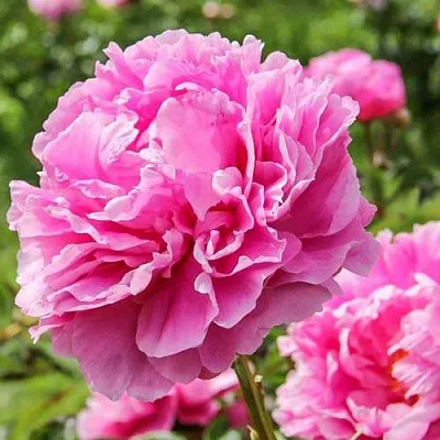 Пион АЛЕКСАНДР ФЛЕМИНГ травянистый  Пион АЛЕКСАНДР ФЛЕМИНГ травянистый в Ярославле