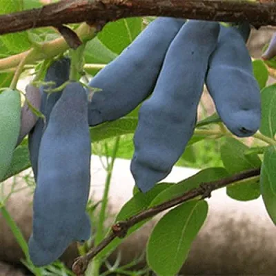 Жимолость съедобная ЛЕНИНГРАДСКИЙ ВЕЛИКАН  Жимолость съедобная ЛЕНИНГРАДСКИЙ ВЕЛИКАН в Ярославле