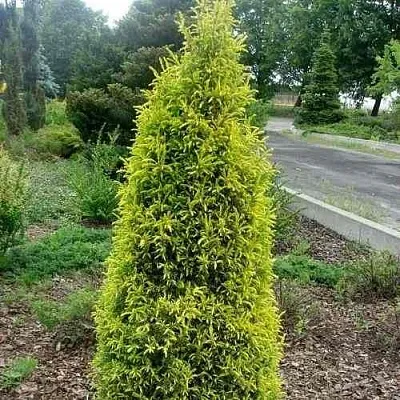 Можжевельник ГОЛД КОН обыкновенный  Можжевельник ГОЛД КОН обыкновенный в Ярославле