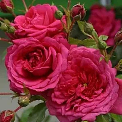 Саженцы роз ЛАГУНА плетистая в Ярославле