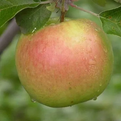 Яблоня БРЯНСКОЕ ЗОЛОТИСТОЕ  Яблоня БРЯНСКОЕ ЗОЛОТИСТОЕ в Ярославле