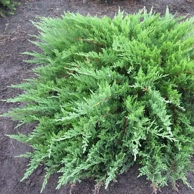 Можжевельник ТАМАРИСЦИФОЛИЯ казацкий  Можжевельник ТАМАРИСЦИФОЛИЯ казацкий в Ярославле