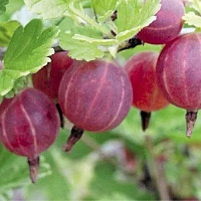 Крыжовник РАВОЛТ в Ярославле