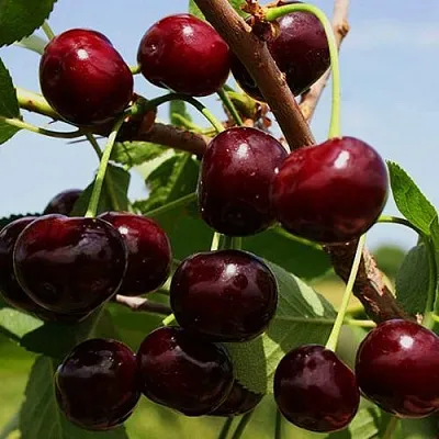 Вишня РОВЕСНИЦА  Вишня РОВЕСНИЦА в Ярославле