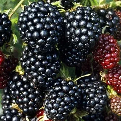 Ежевика ЭВЕРГРИН бесшипная  Ежевика ЭВЕРГРИН бесшипная в Ярославле