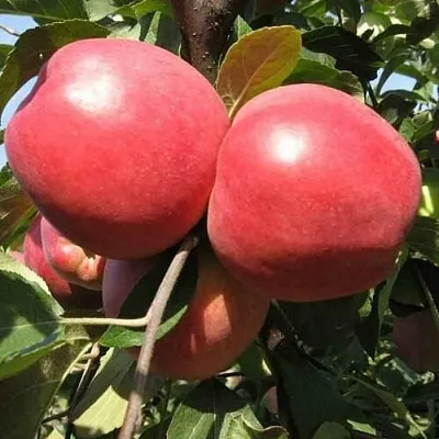 Яблоня ЗАСЛАВСКОЕ  Яблоня ЗАСЛАВСКОЕ в Ярославле