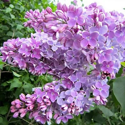 Сирень ОЛЯ  Сирень ОЛЯ в Ярославле