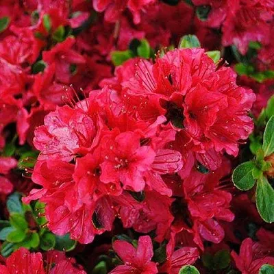 Азалия ХИНО КРИМСОН японская в Ярославле