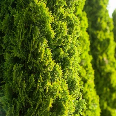 Туя  Туя в Ярославле