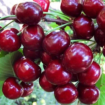 Вишня ЖУКОВСКАЯ  Вишня ЖУКОВСКАЯ в Ярославле