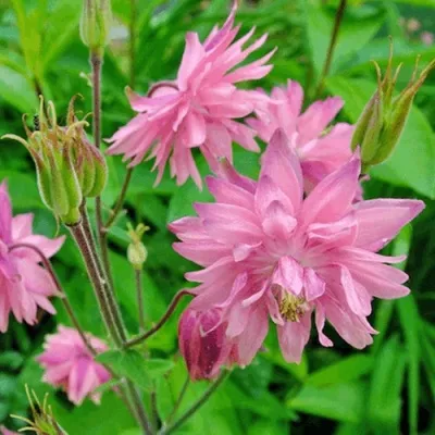 Аквилегия БАРЛОУ ПИНК гибрид МакКаны — описание сорта Аквилегия БАРЛОУ ПИНК гибрид МакКаны в Ярославле