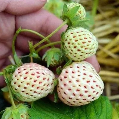 Клубника АНАНАСА ремонтантная в Ярославле