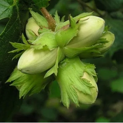 Фундук ТАМБОВСКИЙ ПОЗДНИЙ в Ярославле