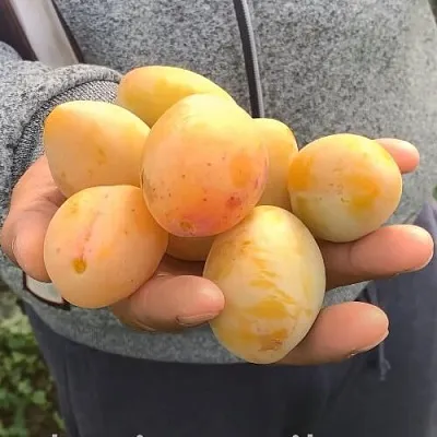 Слива ЯХОНТОВАЯ  Слива ЯХОНТОВАЯ в Ярославле