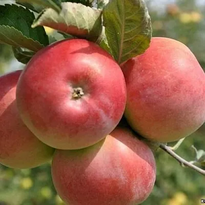 Яблоня ВЭМ-РОЗОВЫЙ  Яблоня ВЭМ-РОЗОВЫЙ в Ярославле