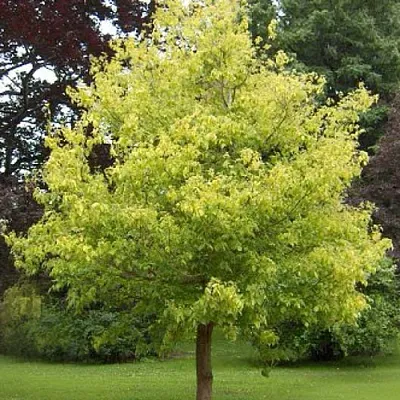 Клен ясенелистный в Ярославле