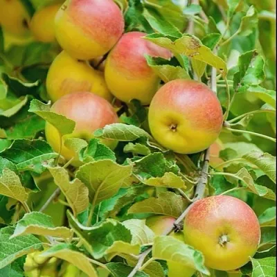 Яблоня ПАМЯТЬ БЛЫНСКОГО колонновидная  Яблоня ПАМЯТЬ БЛЫНСКОГО колонновидная в Ярославле