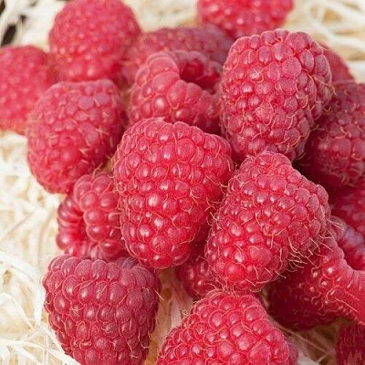 Малина МАРАСТАР  Малина МАРАСТАР в Ярославле