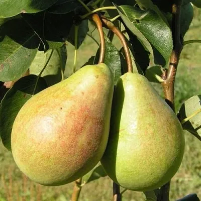 Груша ДУХМЯНАЯ  Груша ДУХМЯНАЯ в Ярославле