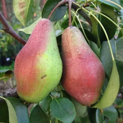 Груша ЯКОВЛЕВСКАЯ  Груша ЯКОВЛЕВСКАЯ в Ярославле