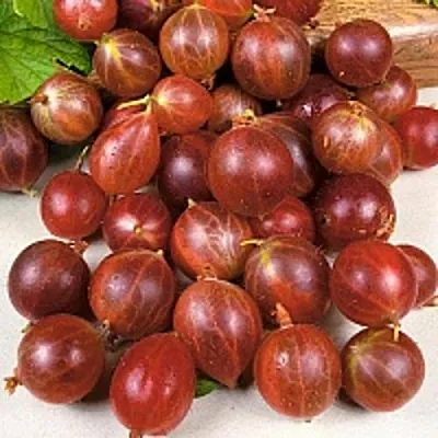 Крыжовник ОЛАВИ (ХИННОНМАЕН ПУНАЙНЕН) в Ярославле