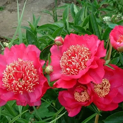 Пион БАРРИНГТОН БЕЛЬ травянистый  Пион БАРРИНГТОН БЕЛЬ травянистый в Ярославле