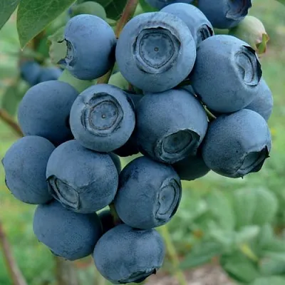 Голубика РУБЕЛ  Голубика РУБЕЛ в Ярославле