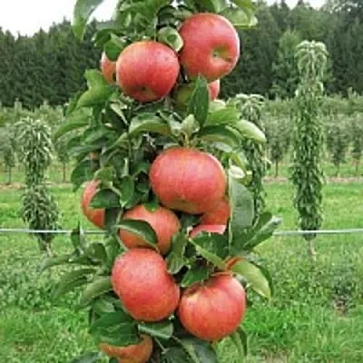 Яблоня ЯНТАРНОЕ ОЖЕРЕЛЬЕ колонновидная  Яблоня ЯНТАРНОЕ ОЖЕРЕЛЬЕ колонновидная в Ярославле