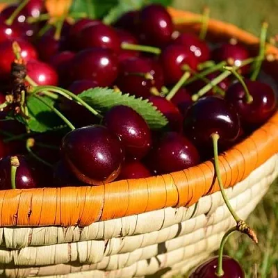 Вишня НЕСВИЖСКАЯ  Вишня НЕСВИЖСКАЯ в Ярославле