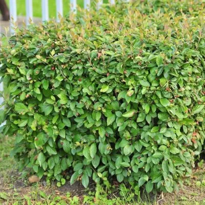 Кизильник блестящий — описание сорта Кизильник блестящий в Ярославле