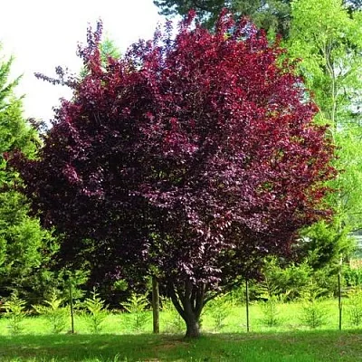 Декоративная  Декоративная в Ярославле