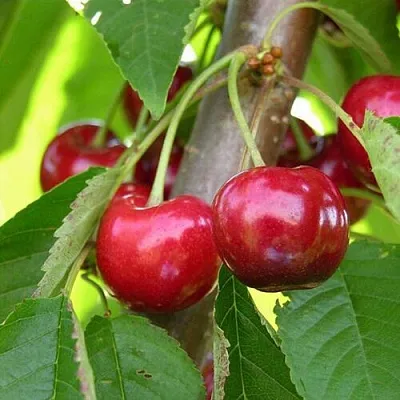 Черешня 15-26-5  Черешня 15-26-5 в Ярославле