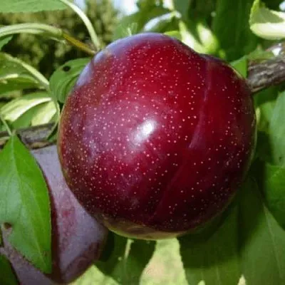 ШАРАФУГА  ШАРАФУГА в Ярославле