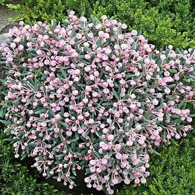 Андромеда БЛЮ АЙС многолистная  Андромеда БЛЮ АЙС многолистная в Ярославле