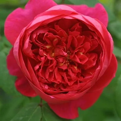 Саженцы роз БЕНДЖАМИН БРИТТЕН шраб  Саженцы роз БЕНДЖАМИН БРИТТЕН шраб в Ярославле