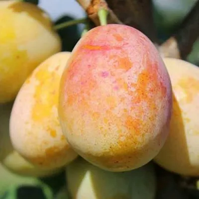 АПРИМИРА  АПРИМИРА в Ярославле