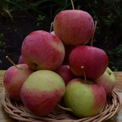 Яблоня РОДНИКОВАЯ  Яблоня РОДНИКОВАЯ в Ярославле