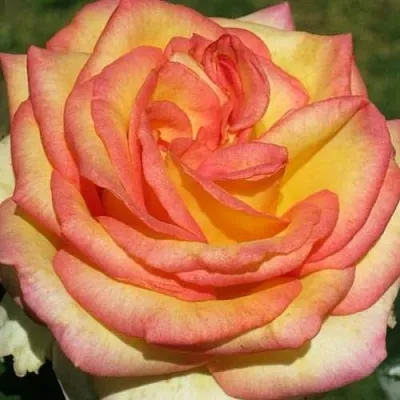 Саженцы роз АМАЗОНКА чайно-гибридная в Ярославле