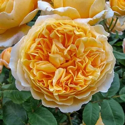 Саженцы роз БЕАТРИС английская в Ярославле