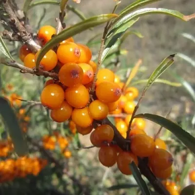 Облепиха СУДАРУШКА в Ярославле