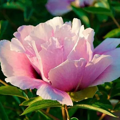 Пион ВРАТА ХРАМА древовидный   Пион ВРАТА ХРАМА древовидный  в Ярославле