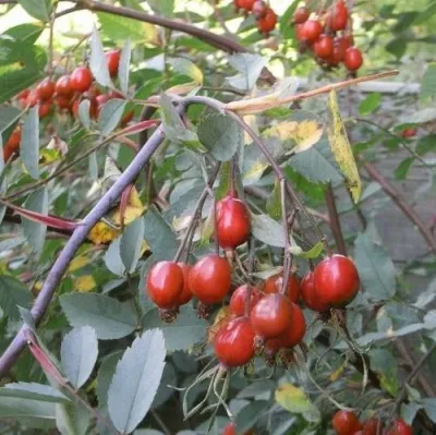 Саженцы роз сизая — описание сорта Саженцы роз сизая в Ярославле