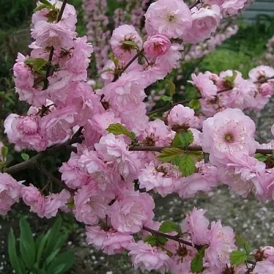 Миндаль ТРЁХЛОПАСТНЫЙ (луизеания) в Ярославле