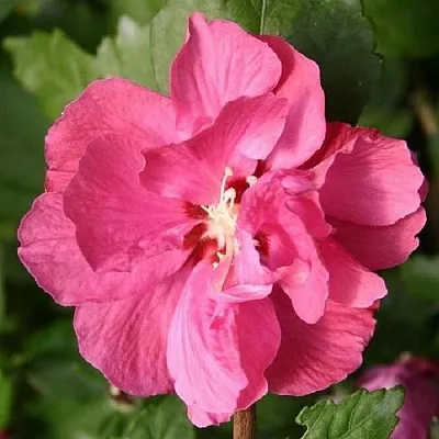 Гибискус ДЮК ДЕ БРАБАНТ сирийский   Гибискус ДЮК ДЕ БРАБАНТ сирийский  в Ярославле