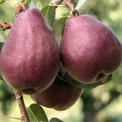 Груша БУРАКОВКА  Груша БУРАКОВКА в Ярославле